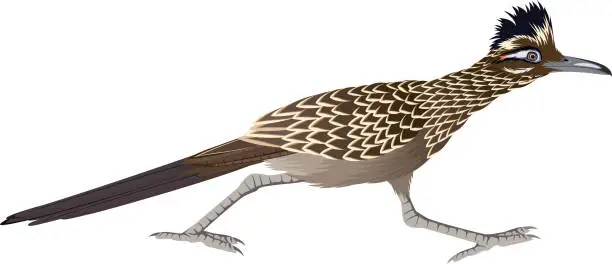 Vector illustration of vector cuckoo Greater Roadrunner (Geococcyx californianus)