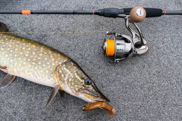 istock Pike fish on boat with fishing tackle 1196733993