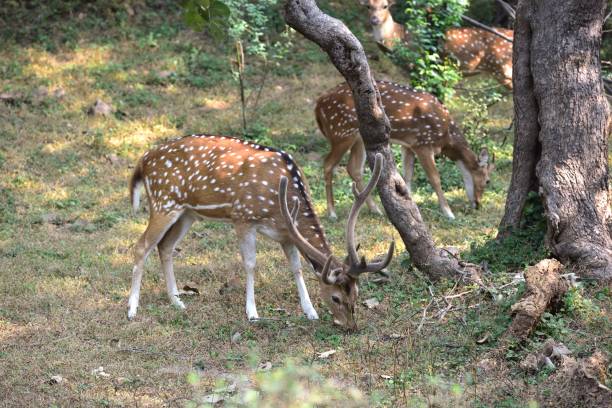 istock Male spotted deer  feeding  in the forest 1196734026