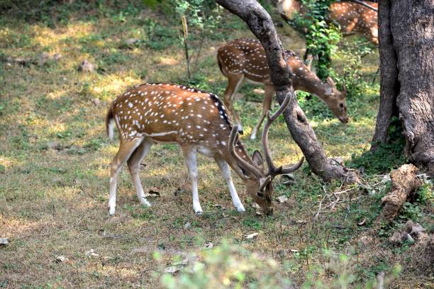 istock Male spotted deer  feeding  in the forest 1196734052