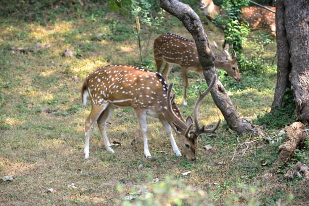 istock Male spotted deer  feeding  in the forest 1196734076