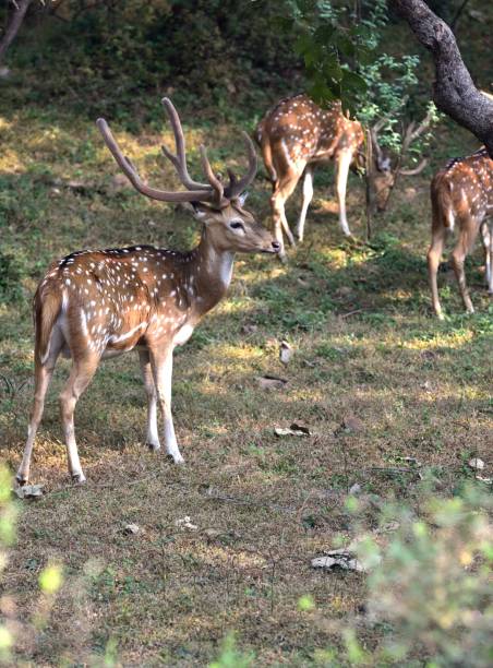 istock Male spotted deer on full alert 1196734097