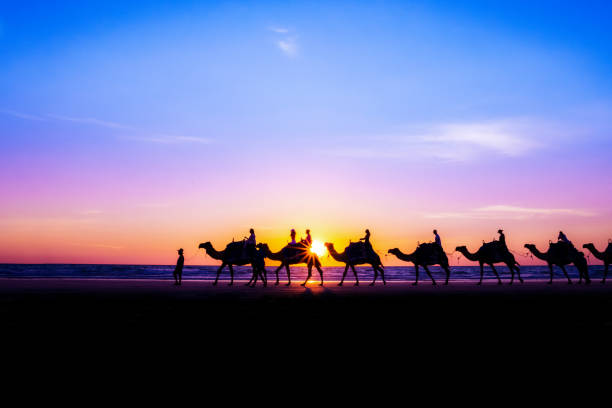 Camel ride at sunset Line of camels being ridden at sunset on the beach camel train photos stock pictures, royalty-free photos & images