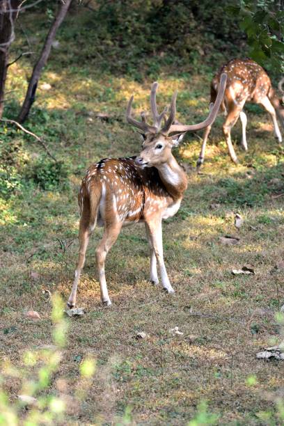 istock Male spotted deer on full alert 1196734109