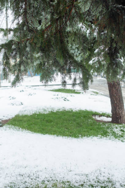 雪に覆われた冬の公園の緑のクリスマスツリー - christmas branch pine tree evergreen tree ストックフォトと画像