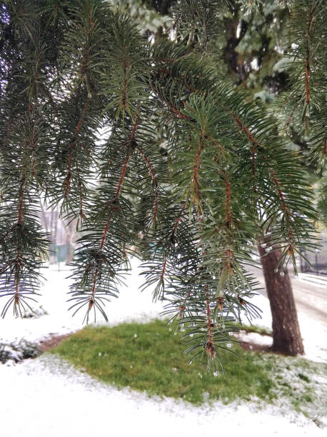 雪に覆われた冬の公園の緑のクリスマスツリー - christmas branch pine tree evergreen tree ストックフォトと画像