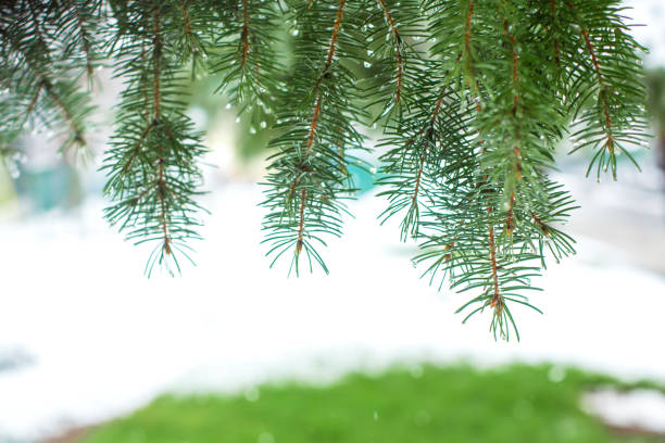 雪に覆われた冬の公園の緑のクリスマスツリー - christmas branch pine tree evergreen tree ストックフォトと画像