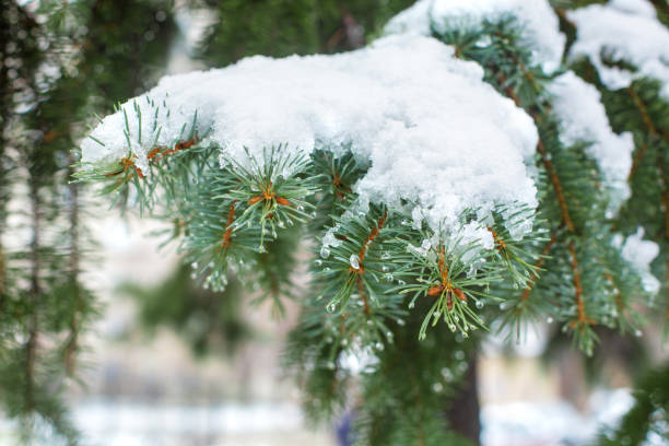 雪に覆われた冬の公園の緑のクリスマスツリー - christmas branch pine tree evergreen tree ストックフォトと画像