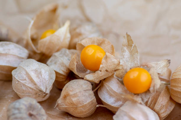 physalis peruviana comestible sabrosas physalis frutas amarillas anaranjadas en cáscaras secas sobre papel arrugado - gooseberry fruit bush green fotografías e imágenes de stock