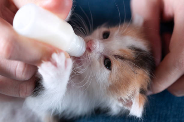 istock Feeding baby kittens from a bottle. 1196735355
