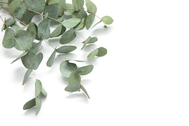 istock green leaves eucalyptus. branches eucalyptus isolated on white background. 1196736634