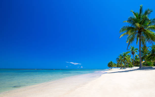 istock tropical beach in Sri Lanka 1196736687