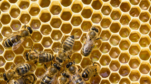 istock bees swarming on a honeycomb 1196736693