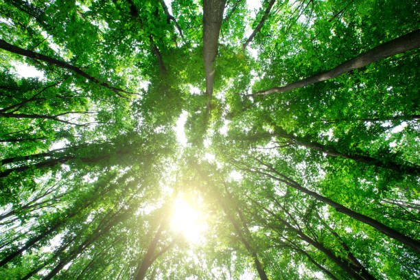 istock forest trees. nature green wood sunlight backgrounds 1196736713