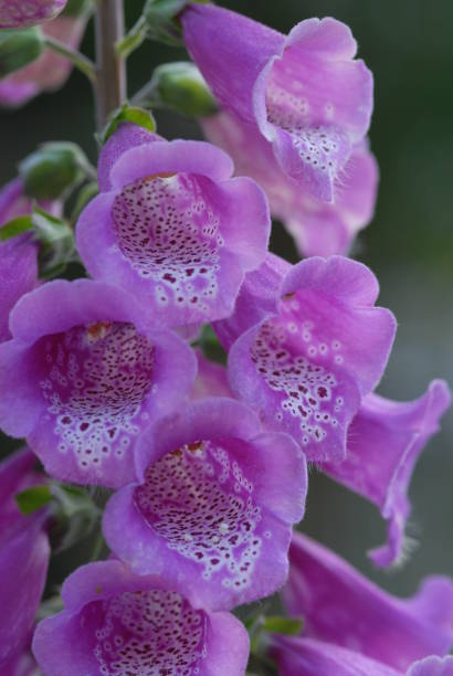istock Flowers in Spring time, Williamsburg 1196737390