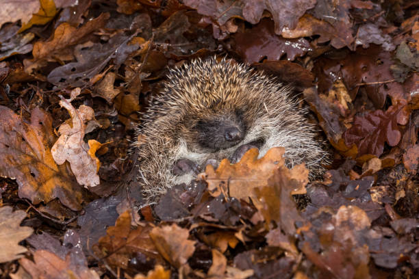 hérisson, sauvage, indigène, hérisson européen hibernant dans les feuilles d'automne tombées.  enroulé dans une boule.  face à l'avant.  horizontale.  espace pour la copie. - hérisson photos et images de collection