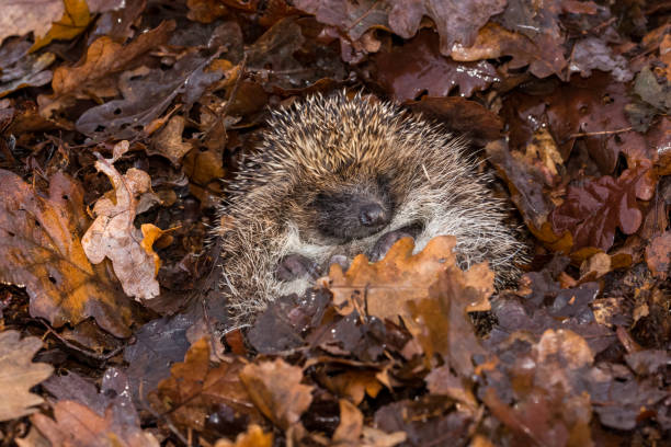 Hedgehog, wild, native, European hedgehog hibernating in fallen Autumn leaves.  Curled into a ball.  Facing forward.  Horizontal.  Space for copy. stock photo