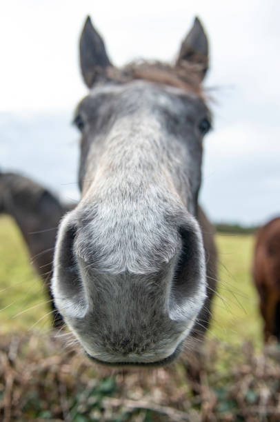istock Connemara pony in a field in Ireland during winter. 1196739492