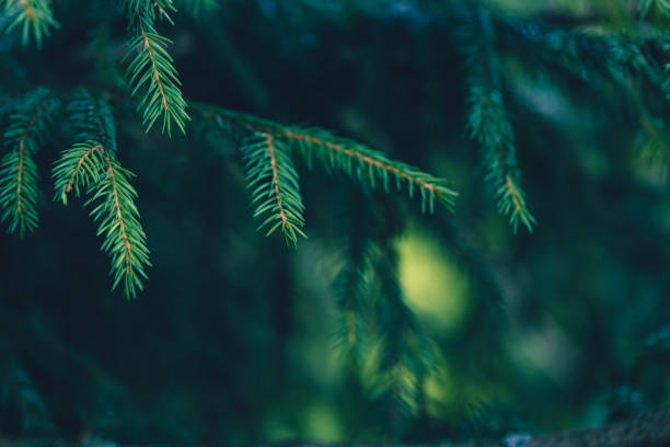istock Dark firtree forest background 1196739520