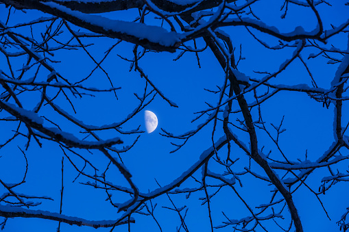 A clear half of the moon among the bare snowy branches. Mysterious forest landscape. Dark blue night sky with the moon