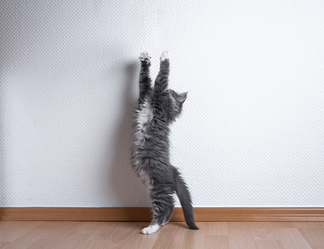 blue tabby white maine coon kitten stretching raising up reaching for something in front of white wall with copy space
