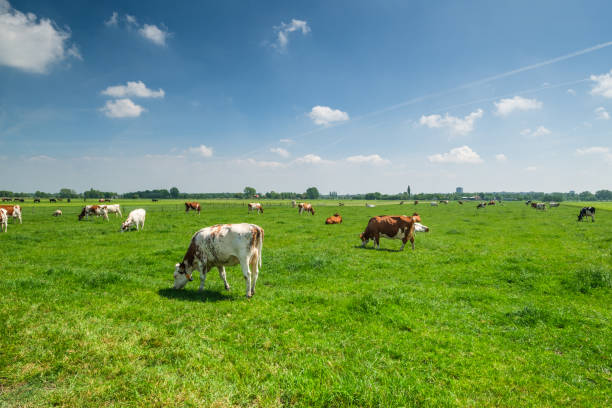 istock Cows in a green grassy meadow on a sunny day 1196741157