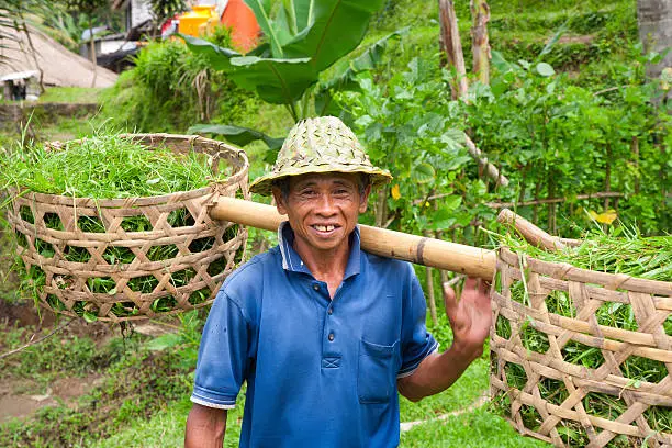 Photo of Rice farmer