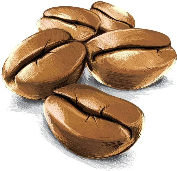 Vector illustration of sketchy coffee beans