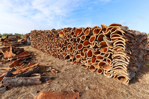 harvested cork oak bark from the trunk of cork oak tree (quercus suber) for industrial production of wine cork stopper in the alentejo region, portugal - wine bottle wine wood bottle stopper imagens e fotografias de stock