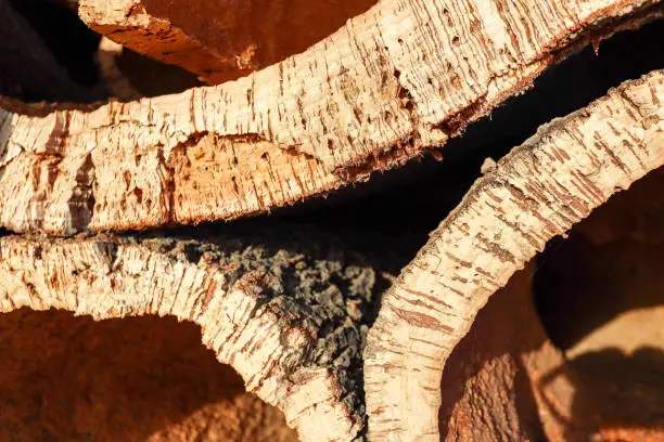 Photo of Harvested cork oak bark from the trunk of cork oak tree (Quercus suber) for industrial production of wine cork stopper in the Alentejo region, Portugal
