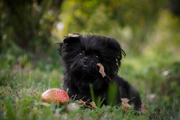 黒いシャギーアフェンピンチャー犬座り - black fungus ストックフォトと画像