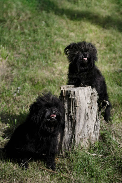 Two affenpincher dogs are sitting near the stump against the background of grass