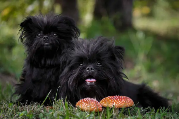 Photo of Two strange black creatures are sitting in the forest