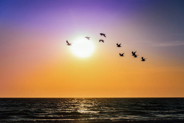 Flock of bird silhouettes over the ocean as the sun sets
