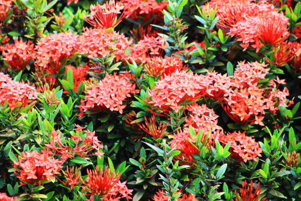 istock Red tropical flowers on a green plant 1196745458