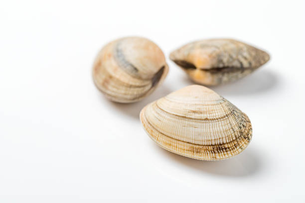 istock Lots of raw asari clams on white background 1196745533