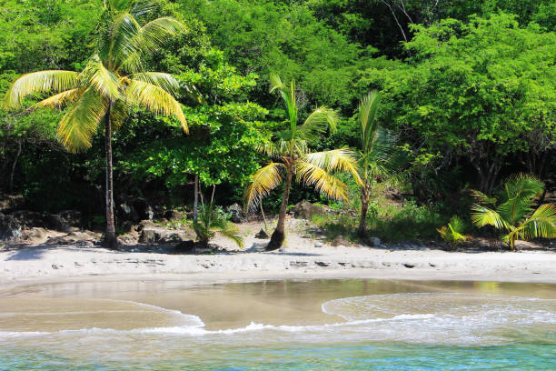 istock Small stretch of sandy beach, St. Lucia, West Indies. 1196745575