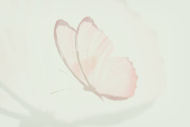 color tropical butterfly. abstract blur. multiple exposure