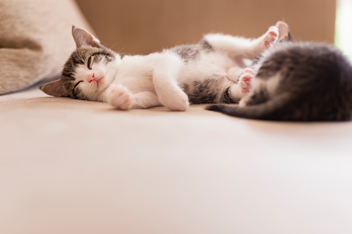 Two adorable little kittens sleeping on the living room sofa