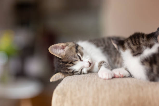 istock Kittens sleeping on the couch 1196747350