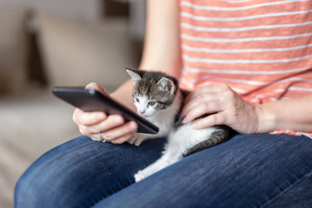 istock Woman using a smartphone and cuddling kitten 1196747368