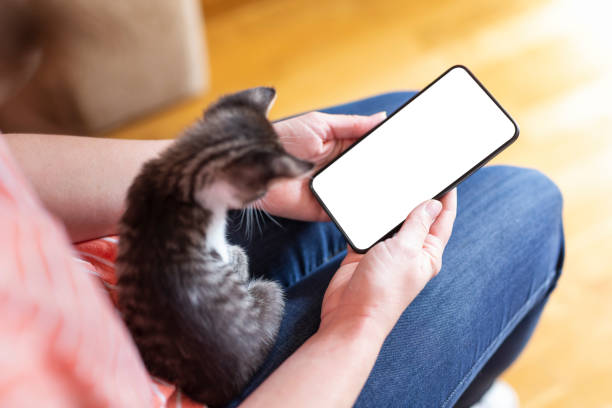 istock Woman using a smartphone and cuddling kitten 1196747409