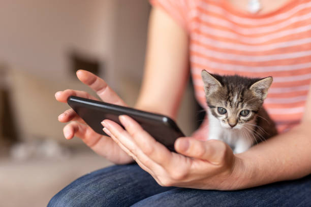 istock Woman using a smartphone and playing with kitten 1196747433