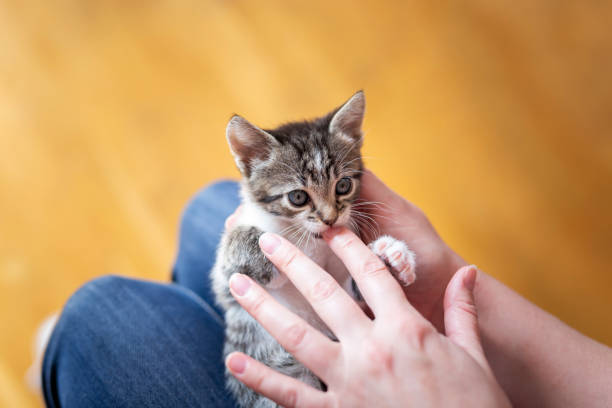 istock Woman playing with a kitten 1196747441