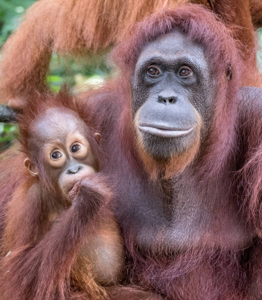 istock Adult and Juvenile Orangutan 1196748065