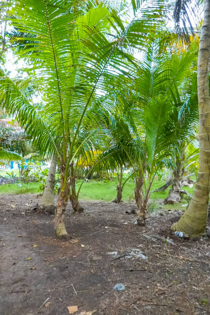 istock Beautiful urban landscape with palm trees 1196751706