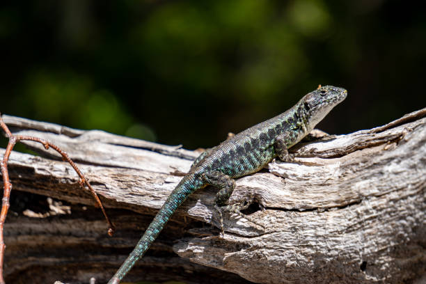 istock Lizard in Conguillio National Park 1196752946