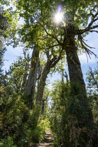istock Forest in Conguillio National Park 1196752968