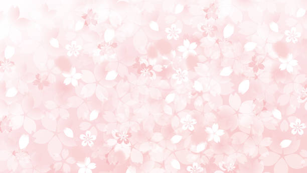 japanische kirschblüte schöne kirsche hintergrundbild - backgrounds image petal colors stock-grafiken, -clipart, -cartoons und -symbole