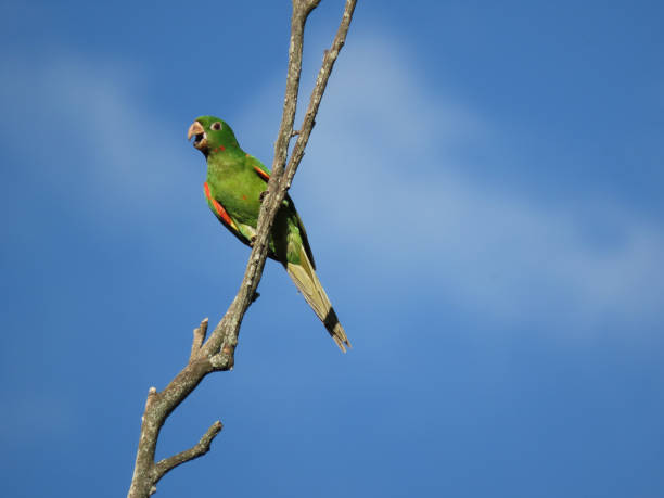 istock Green Macaw on dry branch with blue sky 1196759595